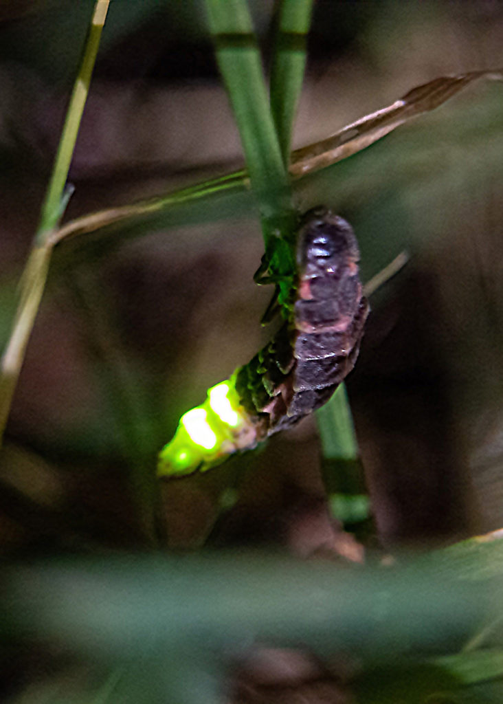 Glow Worm Hunt 2022 | Sustainable Silchester